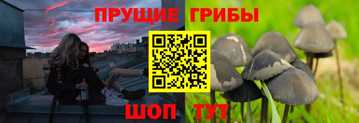 Псилоцибиновые грибы Psilocybine cubensis  Вход с VPN  Черкесск 